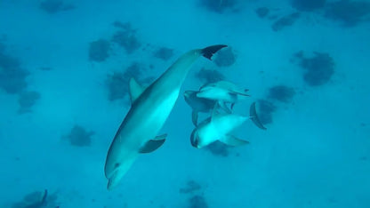 Hurghada: Giftun Island Snorkeling Trip With Lunch