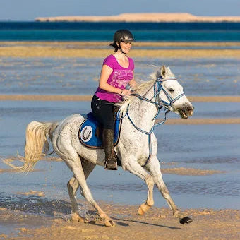 الغردقة: تجربة ركوب الخيل في الصباح