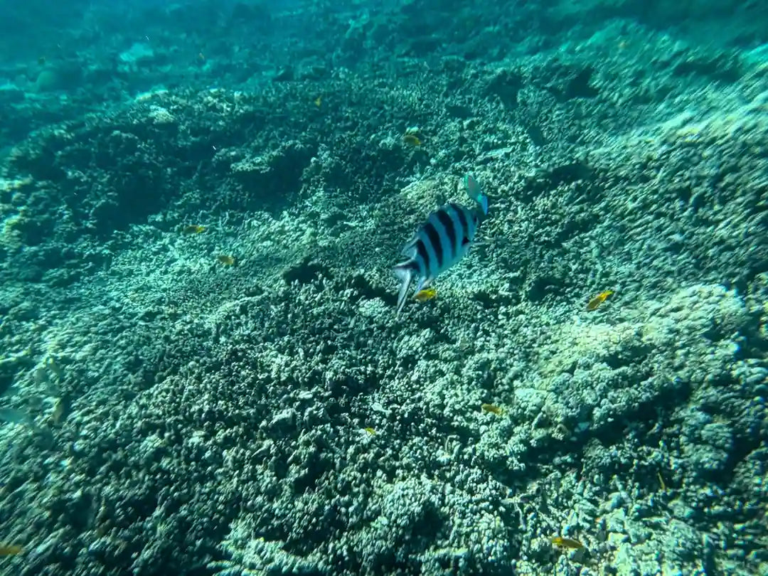 フルガダ：オレンジベイ旅行、シュノーケリング2回とランチ付き