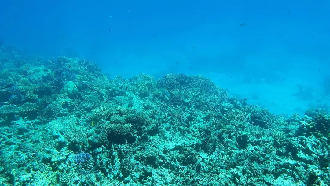 赫尔格达：皇家海景玻璃船潜水艇巡游及浮潜体验