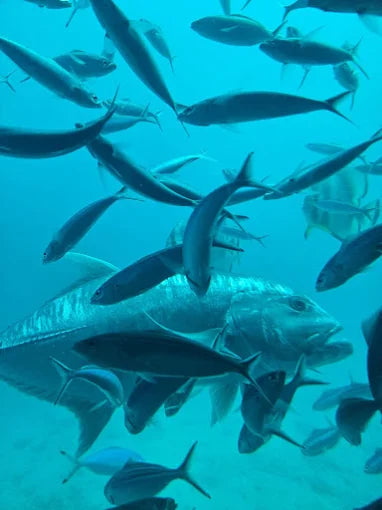 Hurghada: Royal Seascope Glass Boat Submarine Cruise with Snorkeling