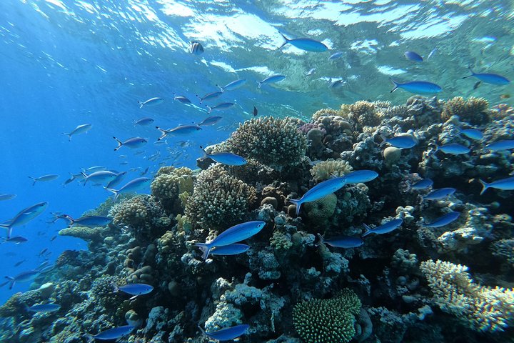 Hurghada: experiencia en Sunset Islands y snorkel en lancha rápida