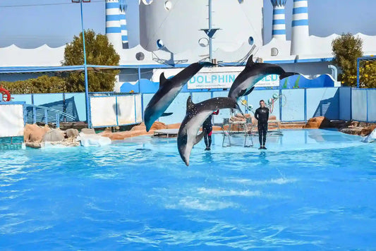 Hurghada : spectacle de dauphins, snorkeling, balade à dos de chameau et excursion familiale en sous-marin