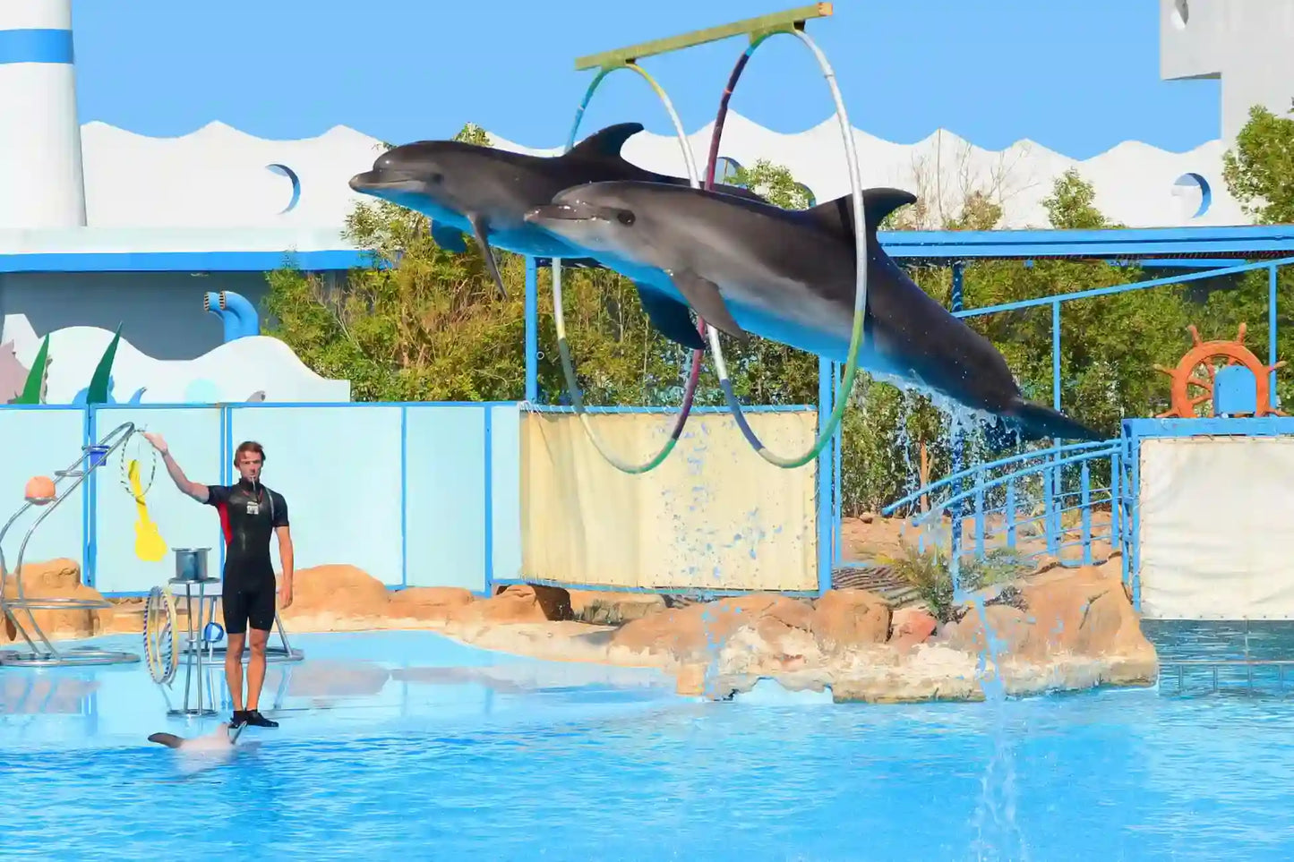 Hurghada: Înot cu delfinii și spectacol pentru familii
