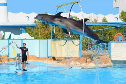 Hurghada: Înot cu delfinii și spectacol pentru familii