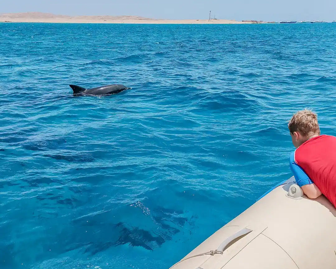 Hurghada: Experiență privată cu barcă rapidă pentru observarea delfinilor