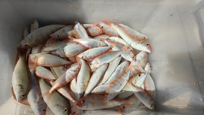 Dubái: experiencia de viaje de pesca en alta mar