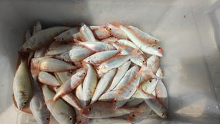 Dubai: Deep Sea Fishing Trip Experience