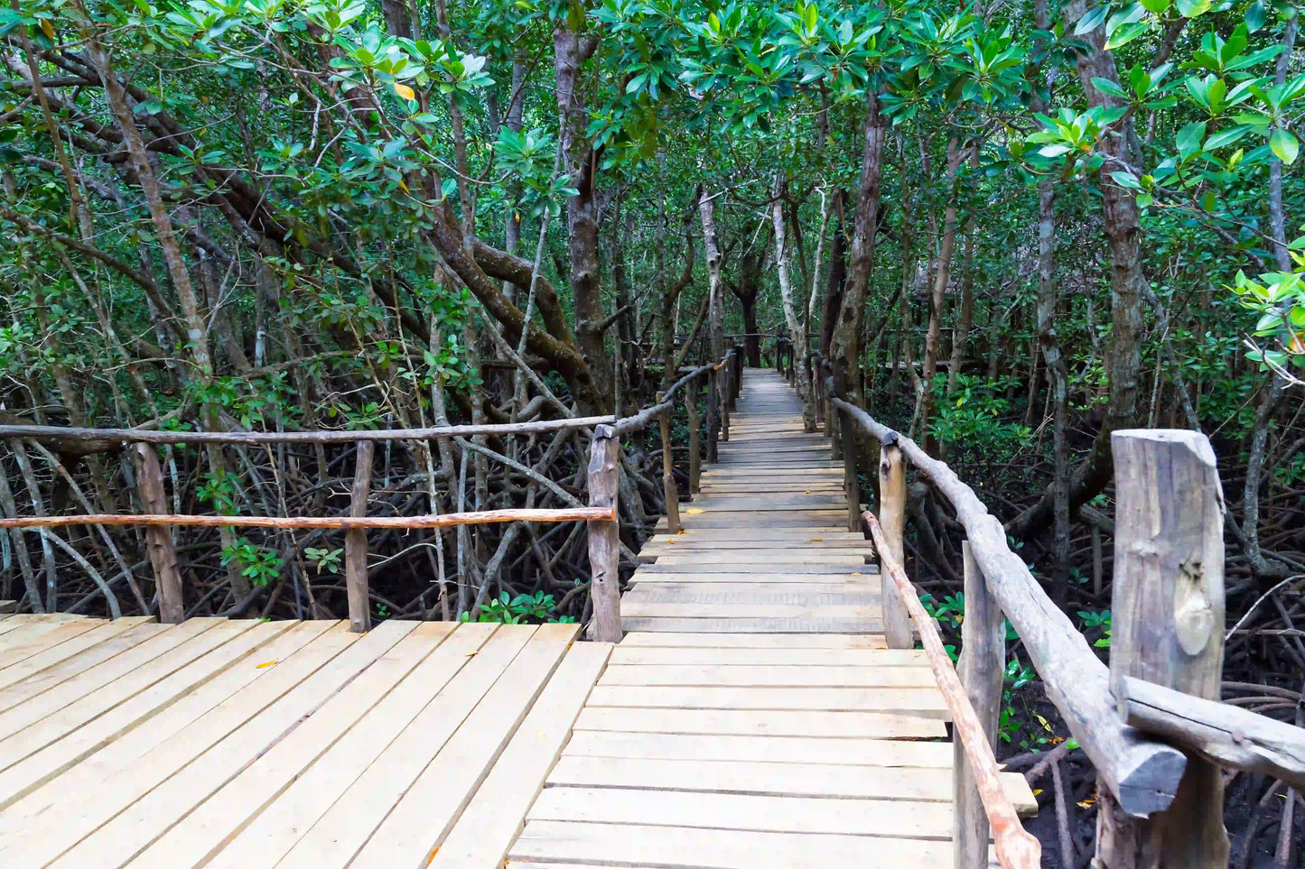 Zanzibar: Jozani Forest and Butterfly Centre Private Tour