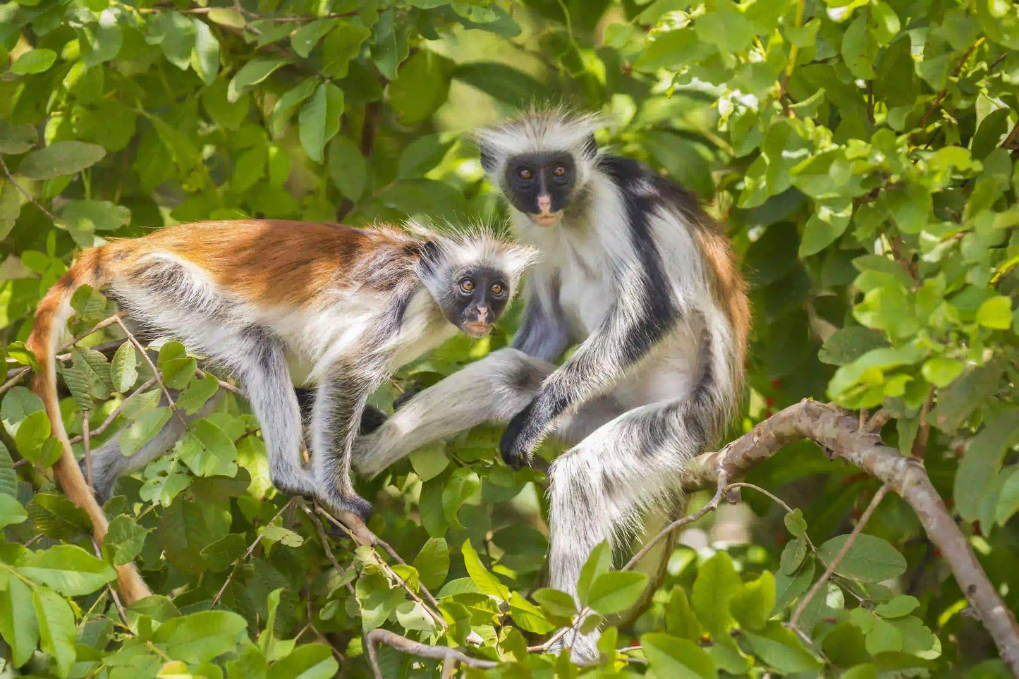 Zanzibar: Jozani Forest and Butterfly Centre Private Tour