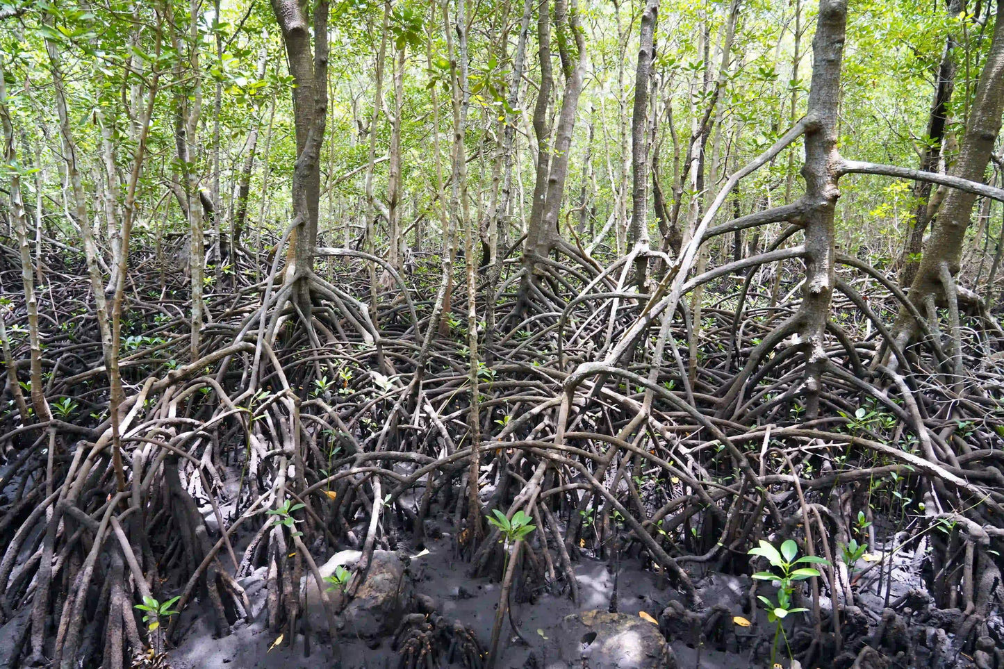 Zanzibar: Jozani Forest and Butterfly Centre Private Tour