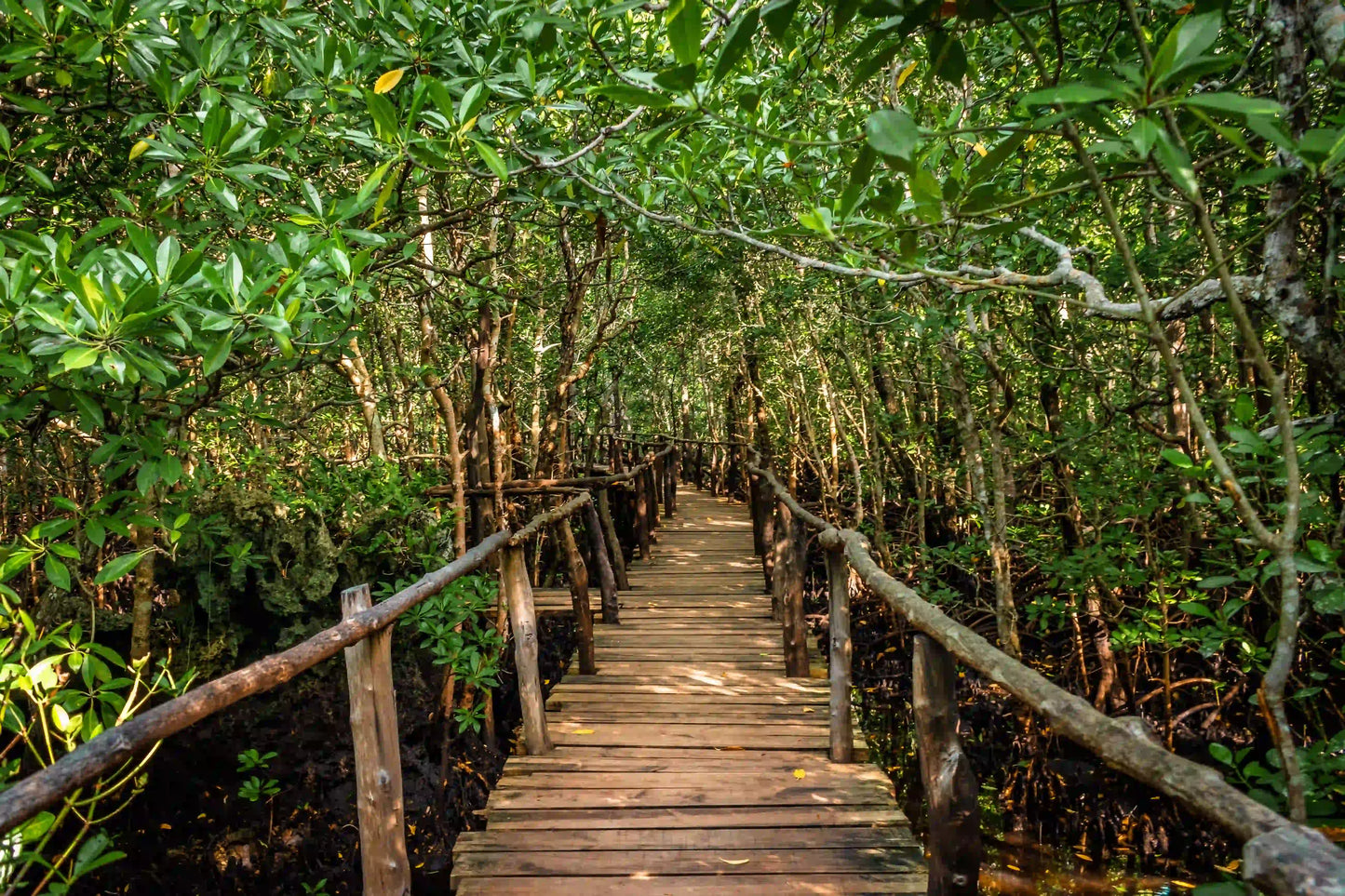 Zanzibar: Jozani Forest and Butterfly Centre Private Tour