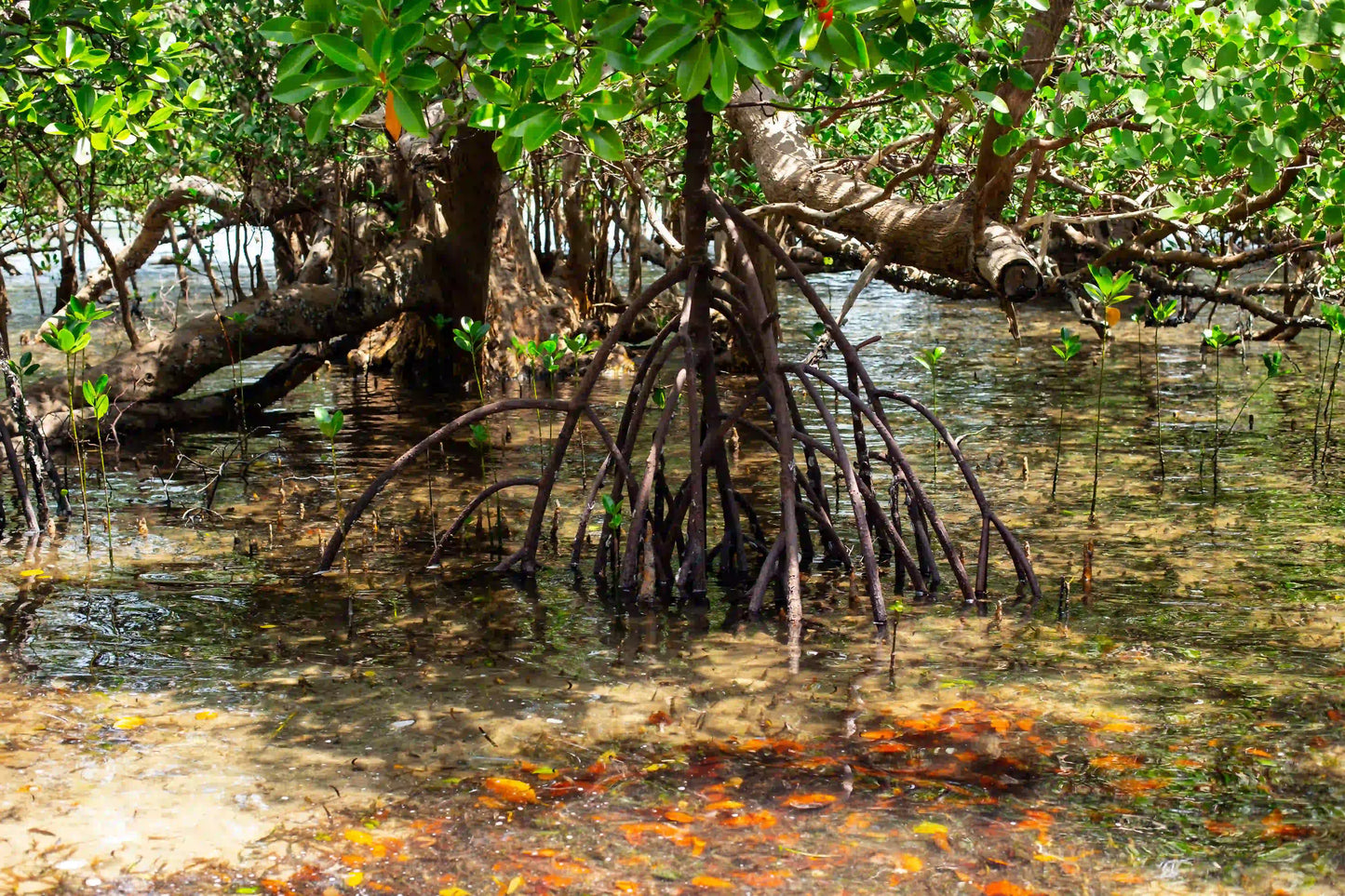 Zanzibar: Jozani Forest and Butterfly Centre Private Tour