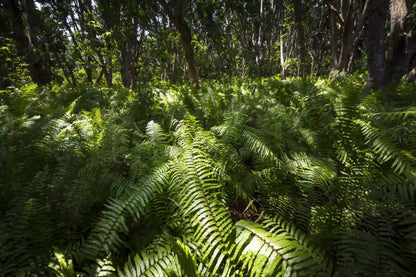 Zanzibar: Jozani Forest and Butterfly Centre Private Tour