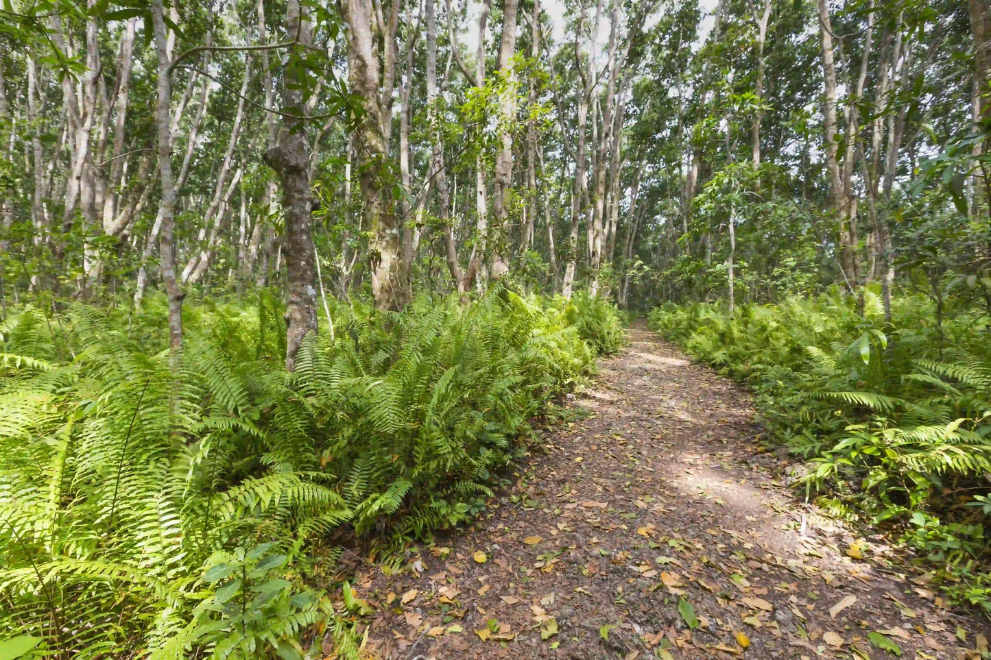 Zanzibar: Jozani Forest and Butterfly Centre Private Tour