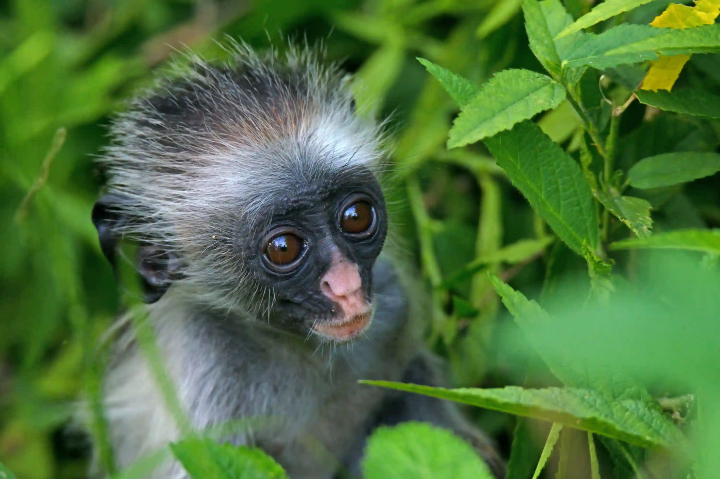 Zanzibar: Jozani Forest and Butterfly Centre Private Tour