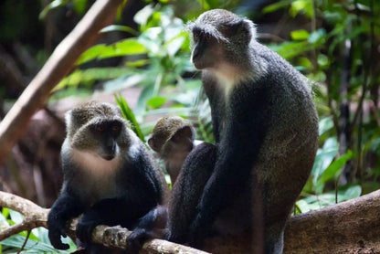 Zanzibar: Jozani Forest and Butterfly Centre Private Tour