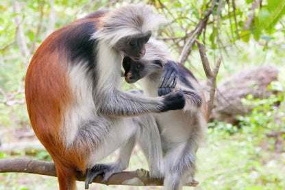 Zanzibar: Jozani Forest and Butterfly Centre Private Tour