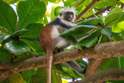 Zanzibar: Jozani Forest and Butterfly Centre Private Tour