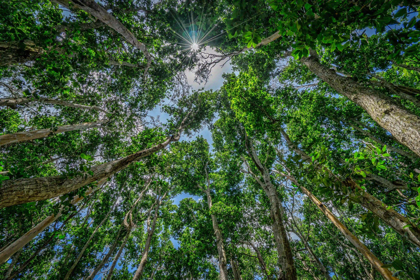 Zanzibar: Jozani Forest and Butterfly Centre Private Tour