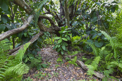 Zanzibar: Jozani Forest and Butterfly Centre Private Tour