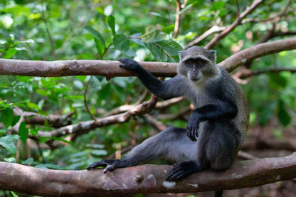Zanzibar: Jozani Forest and Butterfly Centre Private Tour