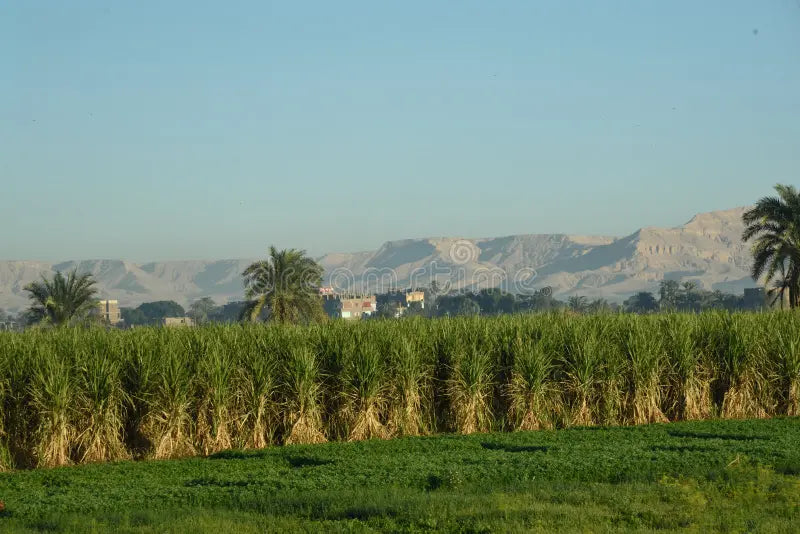 Luxor: Private Radtour zum Tal der Könige und Tal der Edlen