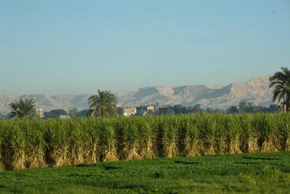 Luxor: Private Radtour zum Tal der Könige und Tal der Edlen