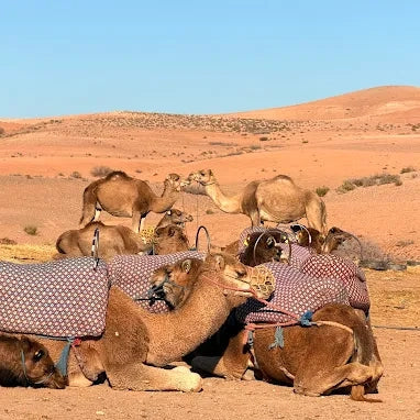 Marrakech: Private Tour to Agafay Desert with Camel Ride and Sunset Dinner