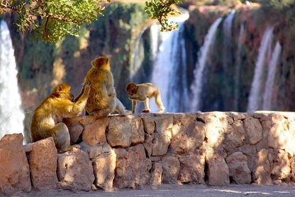 From Marrakech: tour privato di un giorno alle cascate di Ouzoud