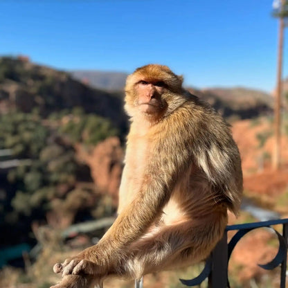 From Marrakech: Ouzoud Waterfalls Private Day Trip