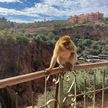 From Marrakech: Ouzoud Waterfalls Private Day Trip