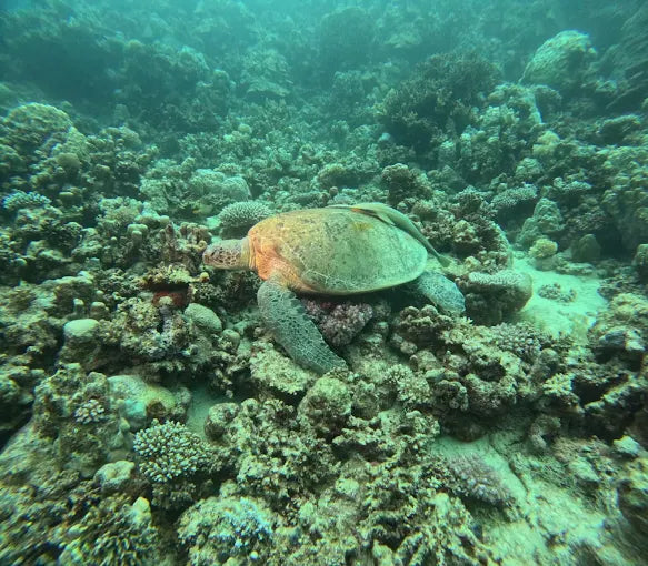 Marsa Alam: Coral Garden Snorkelbåttur med lunsj