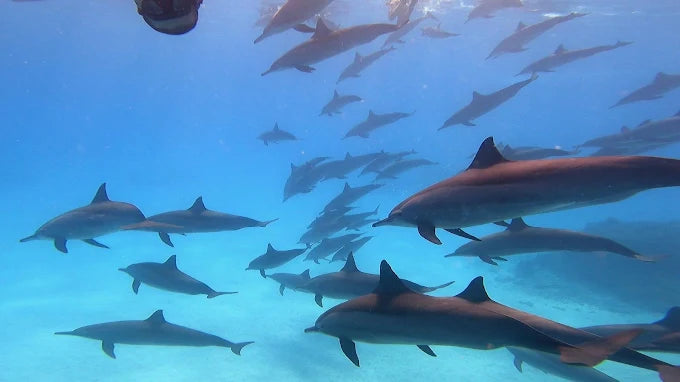 مرسى علم: رحلة قارب الغطس Samaday Dolphin House مع الغداء
