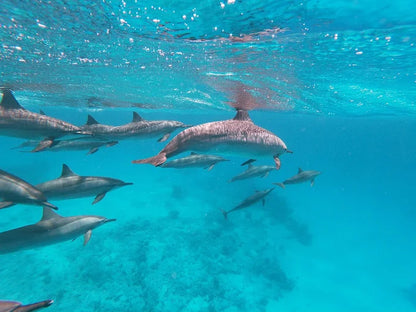 Marsa Alam: Samaday Dolphin House Schnorchelbootfahrt mit Mittagessen