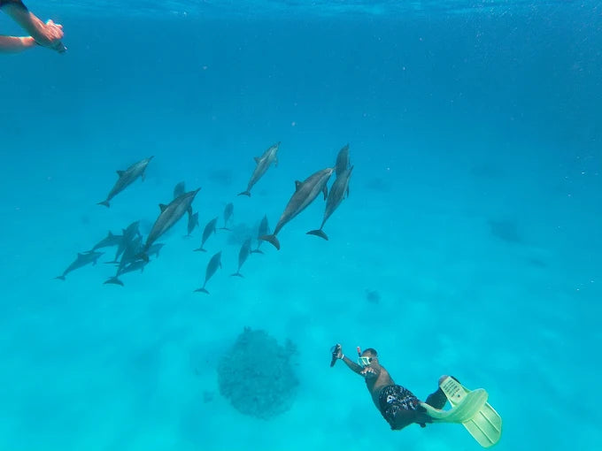 Marsa Alam: Samaday Dolphin House Schnorchelbootfahrt mit Mittagessen