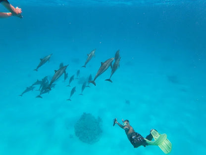 Marsa Alam: Samaday Dolphin House Schnorchelbootfahrt mit Mittagessen