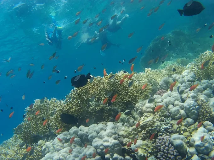 Marsa Alam: Samaday Dolphin House Schnorchelbootfahrt mit Mittagessen