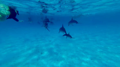 Marsa Alam: Samaday Dolphin House Schnorchelbootfahrt mit Mittagessen