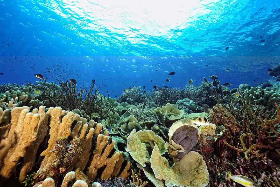 Marsa Alam: Samaday Dolphin House Schnorchelbootfahrt mit Mittagessen