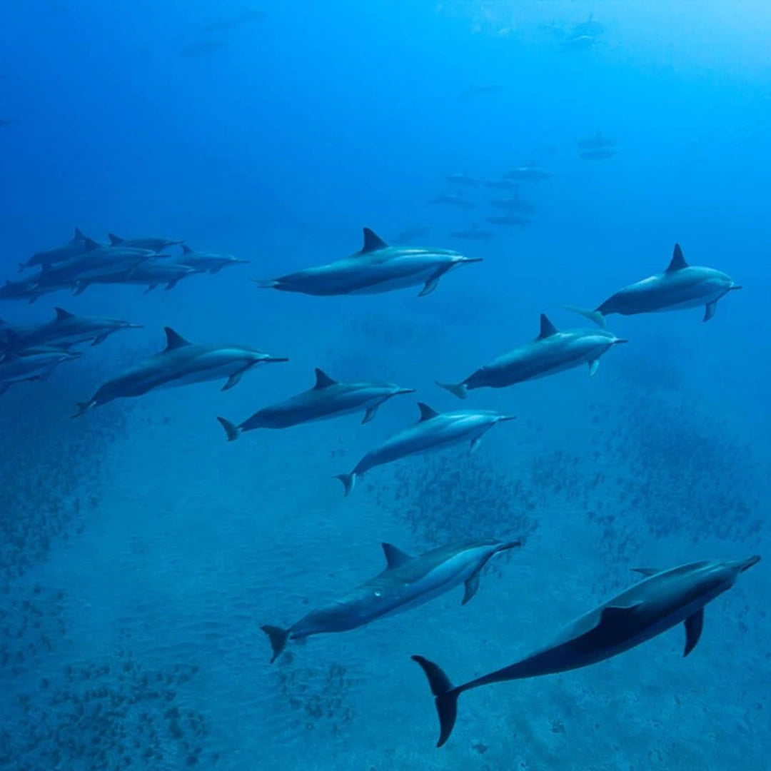 Marsa Alam: Samaday Dolphin House Schnorchelbootfahrt mit Mittagessen