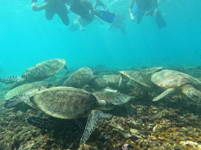 Mascate: tour di immersioni subacquee alle Isole Daymaniyat