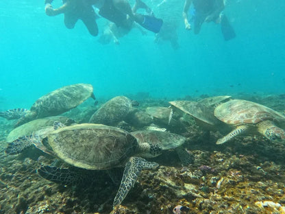 Mascate: tour di immersioni subacquee alle Isole Daymaniyat