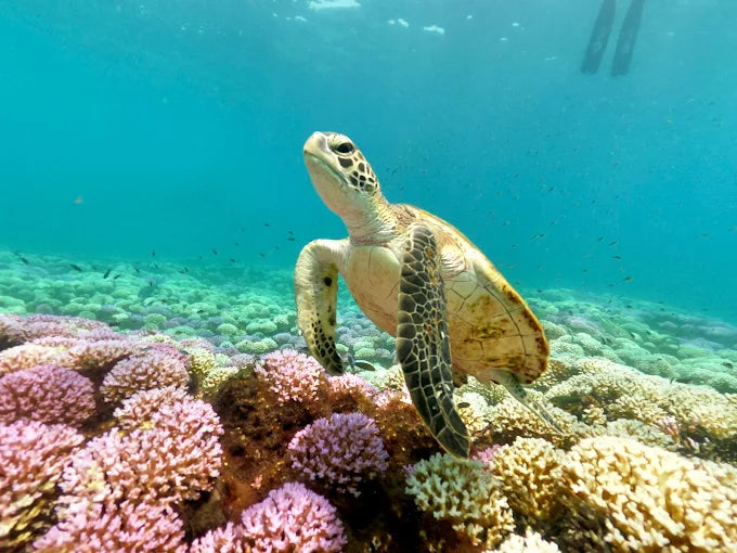 Mascate: tour di immersioni subacquee alle Isole Daymaniyat