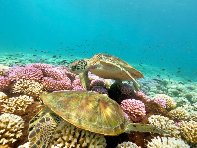 Mascate: tour di immersioni subacquee alle Isole Daymaniyat