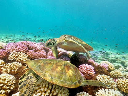 Mascate: tour di immersioni subacquee alle Isole Daymaniyat