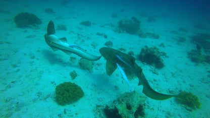 Mascate: Excursión de snorkel a las islas Daymaniyat con almuerzo
