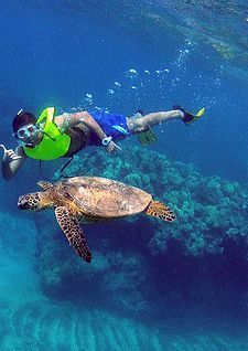Mascate: Excursión de snorkel a las islas Daymaniyat con almuerzo