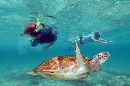 Mascate: Excursión de snorkel a las islas Daymaniyat con almuerzo
