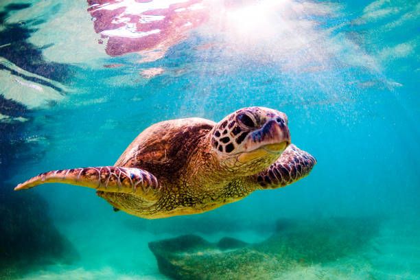 Mascate: Excursión de snorkel a las islas Daymaniyat con almuerzo